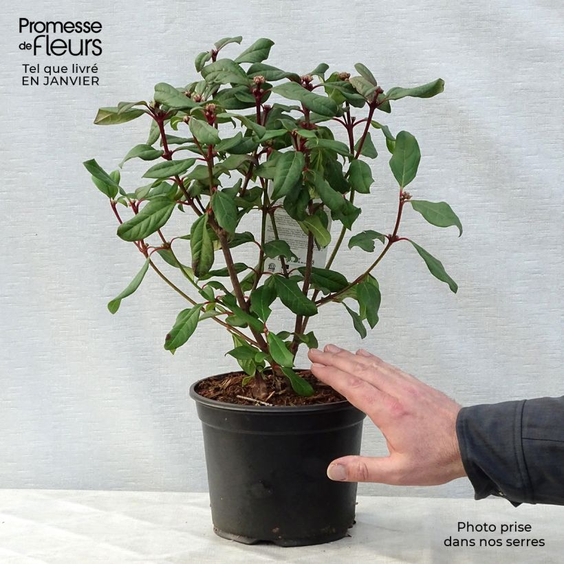 Amostra de Viorne - Viburnum globosum Jermyns Globe Vaso de 3 L/4 L tal como entregue no inverno