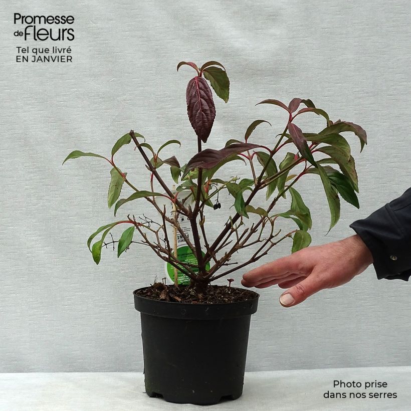 Amostra de Viorne - Viburnum hillieri Winton Vaso de 3 L/4 L tal como entregue no inverno