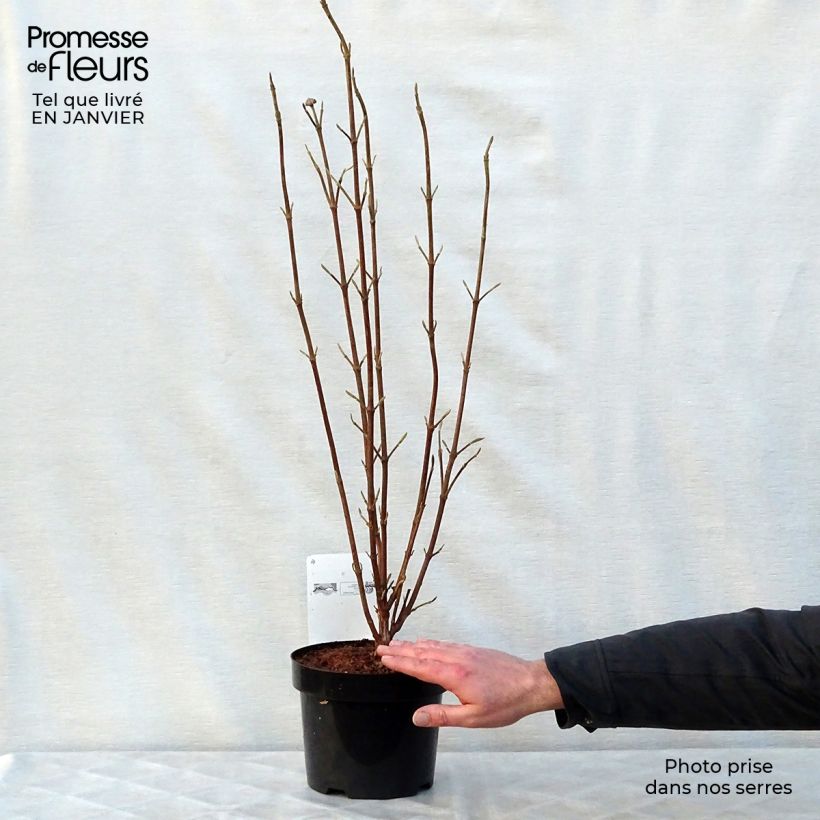 Amostra de Viorne lantane - Viburnum lantana Mohican Vaso de 3 L/4 L tal como entregue no inverno