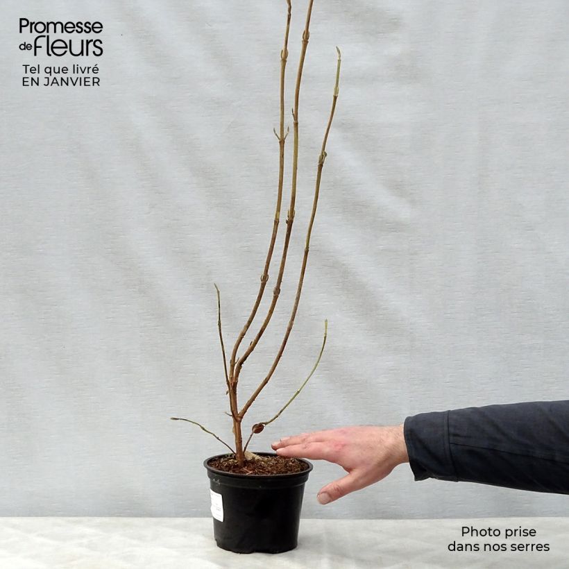 Amostra de Viburnum lantana - Viburno-lantana Vaso de 1,5 L/2 L tal como entregue no inverno