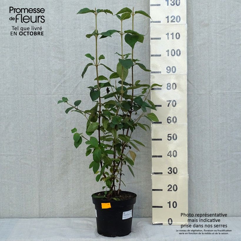 Amostra de Viburnum lantana - Viburno-lantana Vaso de 4 L/5 L tal como entregue no outono