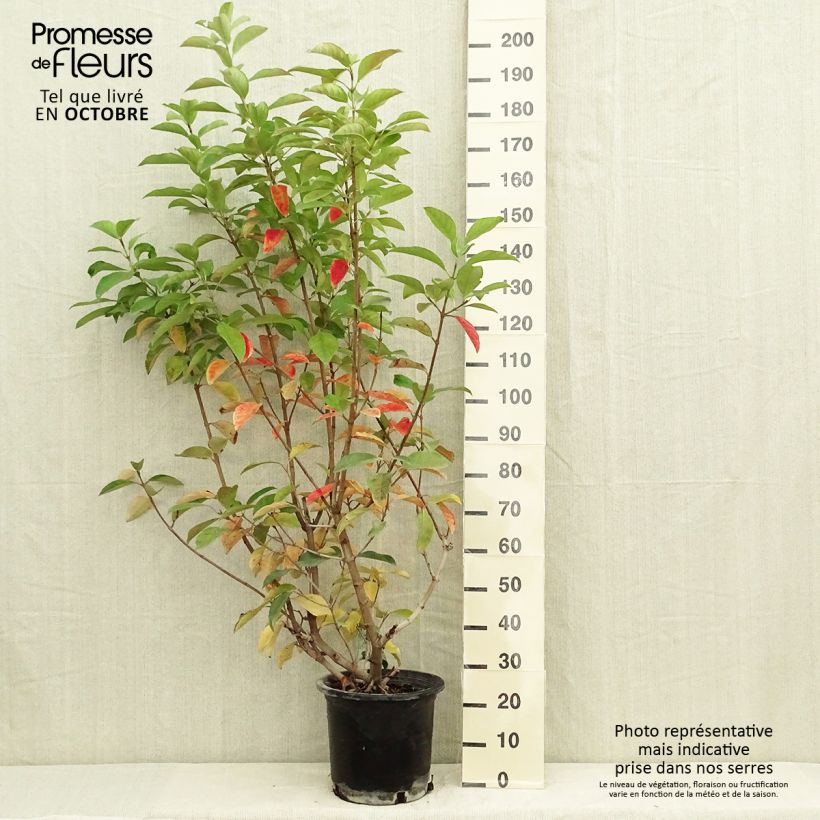 Amostra de Viburnum lucidum - Folhado Vaso de 2 L/3 L tal como entregue no outono