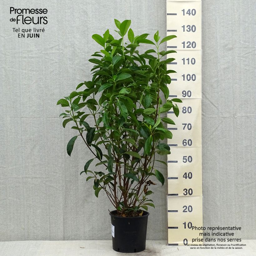 Amostra de Viburnum lucidum - Folhado Vaso de 2 L/3 L tal como entregue no verão