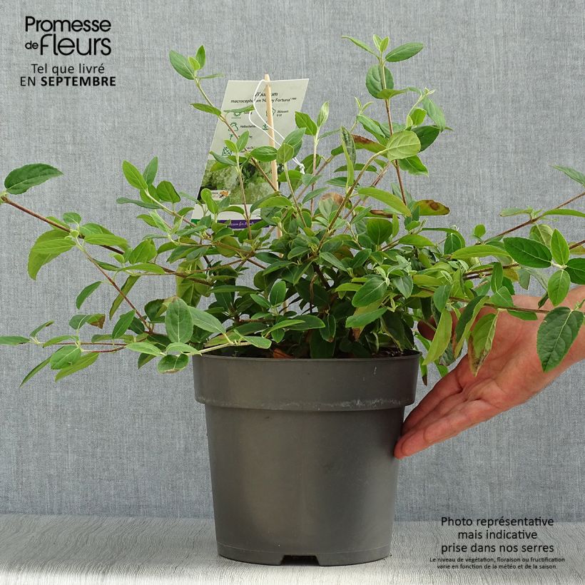 Amostra de Viburnum macrocephalum Happy Fortuna - Bola-de-neve-da-china Vaso de 3 L/4 L tal como entregue no outono