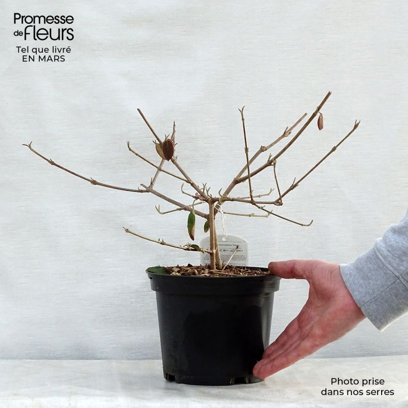 Amostra de Viburnum macrocephalum Happy Fortuna - Bola-de-neve-da-china Vaso de 3 L/4 L tal como entregue na primavera