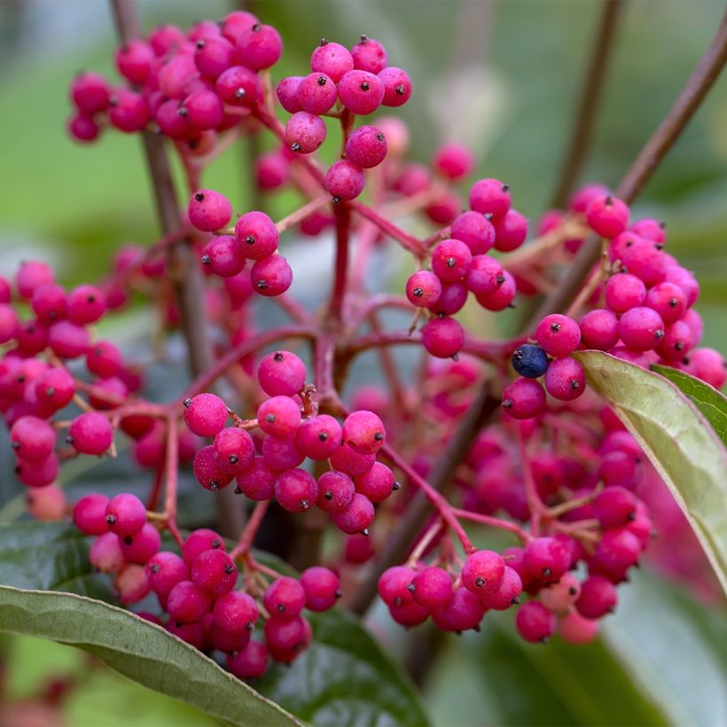 Viburnum nudum Brandywine - Viburno (Colheita)