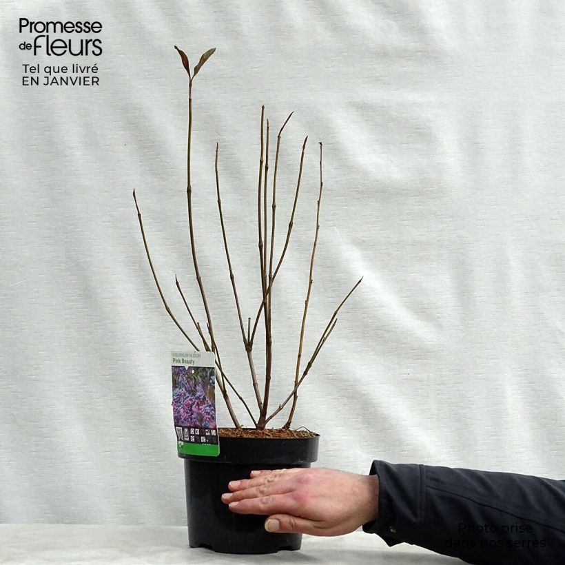 Amostra de Viorne - Viburnum nudum Pink Beauty Vaso de 3 L/4 L tal como entregue no inverno