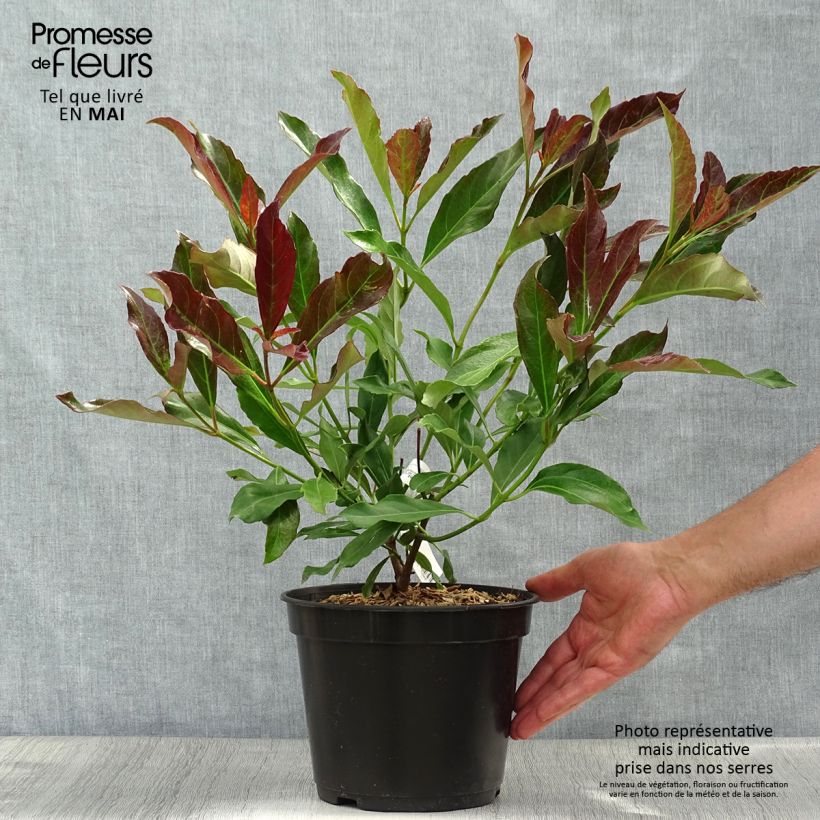 Amostra de Viburnum odoratissimum Coppertop - Viburno-doce Vaso de 3 L/4 L tal como entregue na primavera