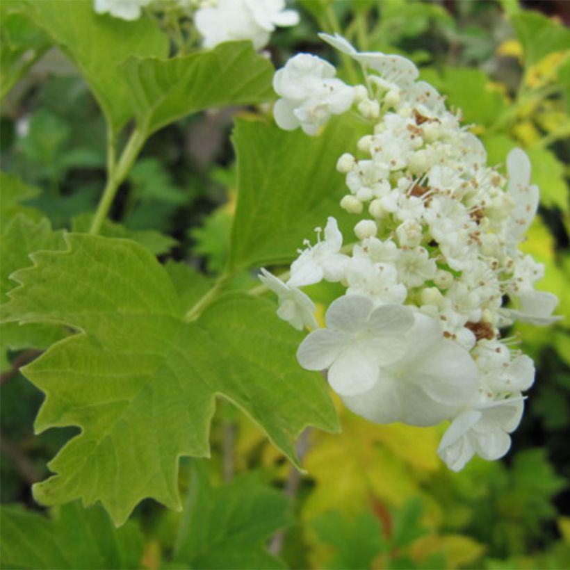 Viburnum opulus Xanthocarpum - Bola-de-neve (Floração)