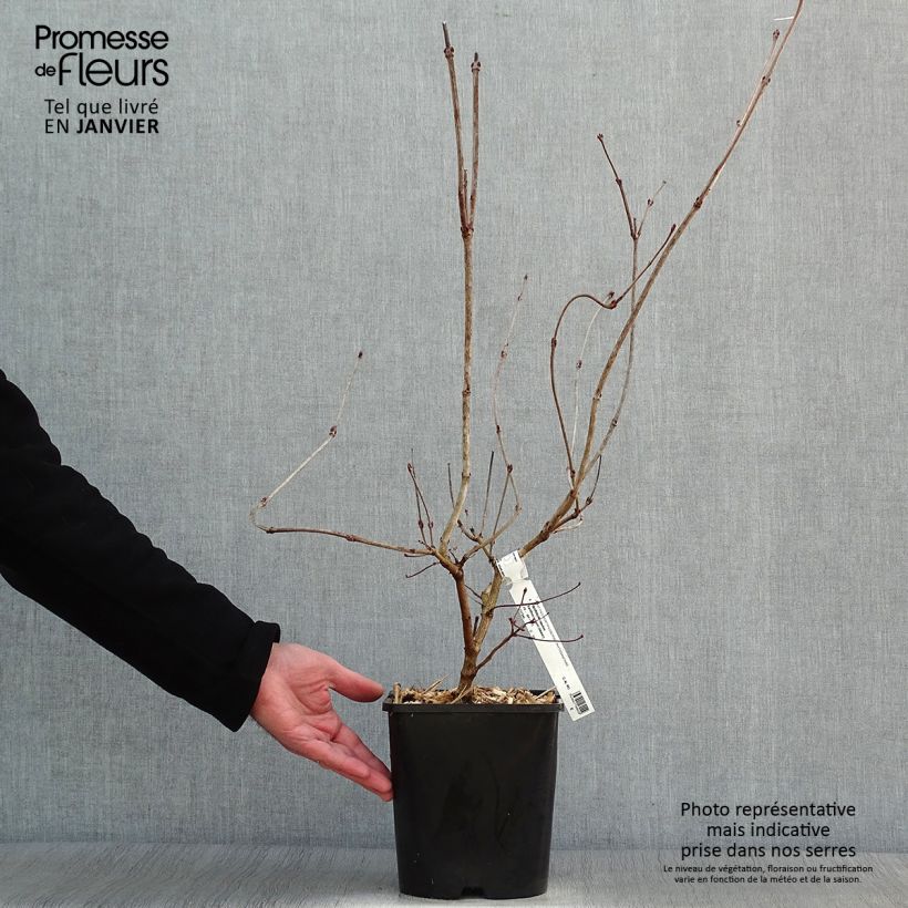 Amostra de Viburnum opulus Xanthocarpum - Viorne obier Vaso de 3 L/4 L tal como entregue no inverno