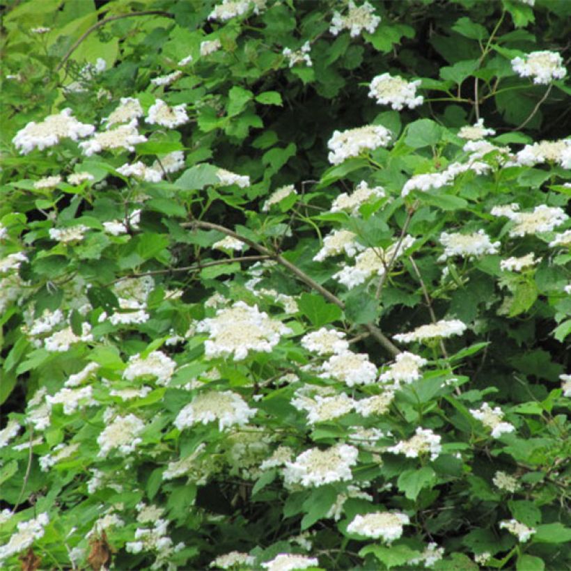 Viburnum opulus - Viburno-comum (Floração)