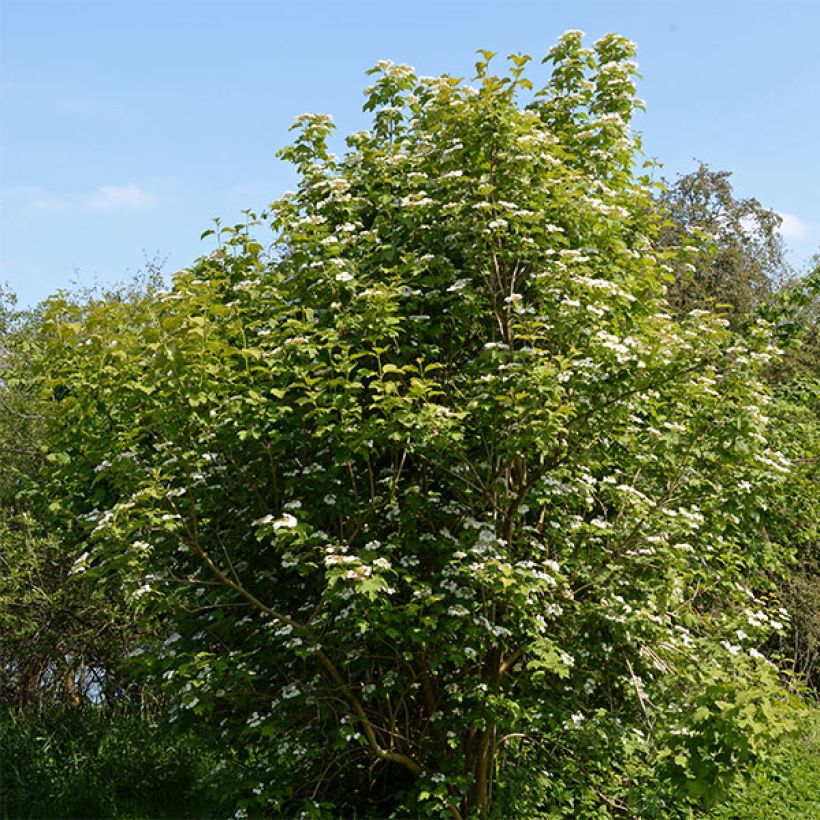 Viburnum opulus - Viburno-comum (Hábito)