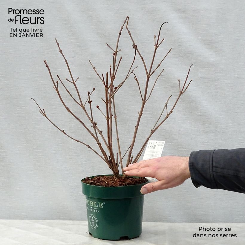 Amostra de Viburnum plicatum Grandiflorum Noble - Viburno-do-japão Vaso de 2 L/3 L tal como entregue no inverno