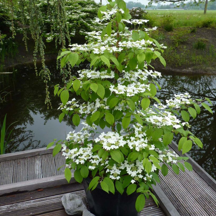 Viburnum plicatum Kilimandjaro - Viburno-do-japão (Hábito)