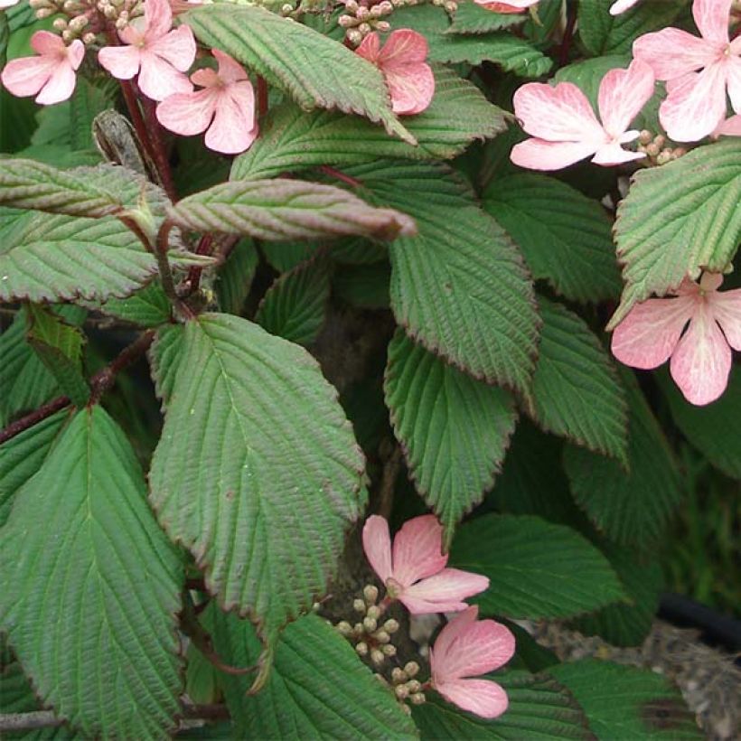 Viburnum plicatum Molly Schroeder em plantas - Viburno-do-japão (Folhagem)