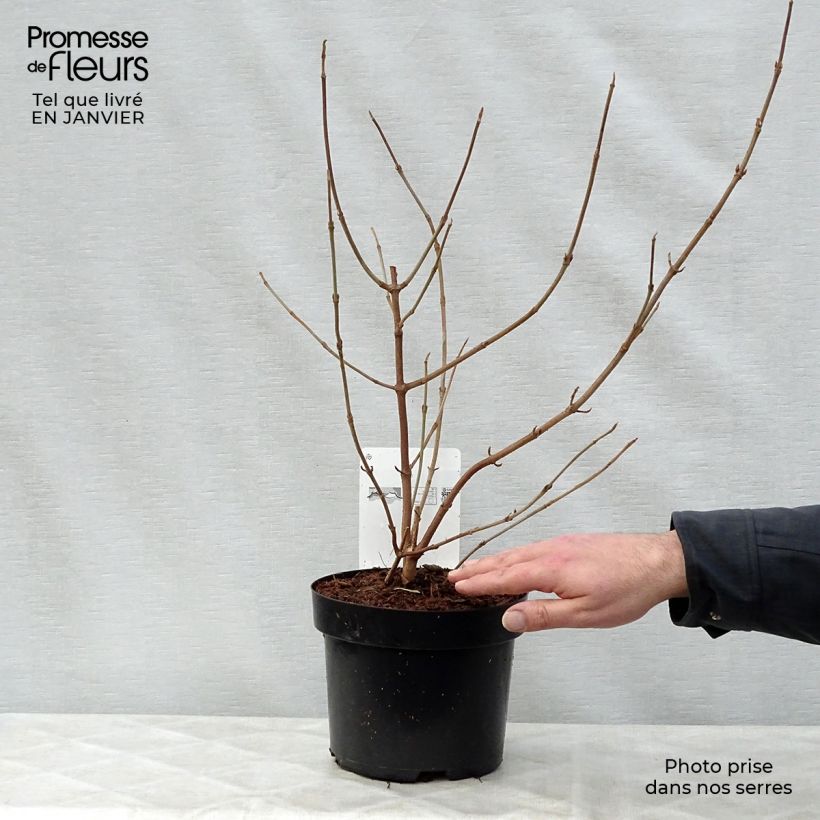 Amostra de Viorne de Chine - Viburnum plicatum Shasta Vaso de 3 L/4 L tal como entregue no inverno