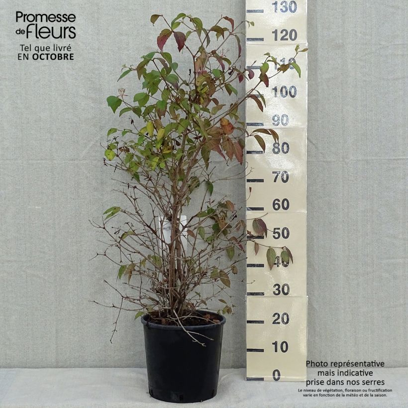 Amostra de Viburnum plicatum Watanabe - Viburno-do-japão Vaso de 12 L/15 L tal como entregue no outono