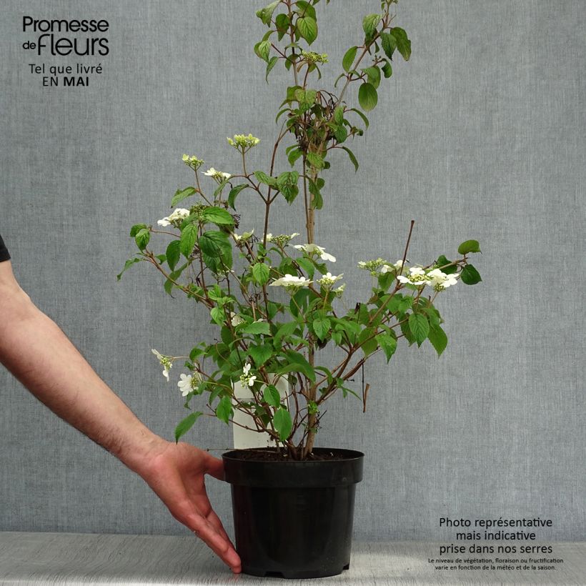 Amostra de Viburnum plicatum Watanabe - Viburno-do-japão Vaso de 3 L/4 L tal como entregue na primavera