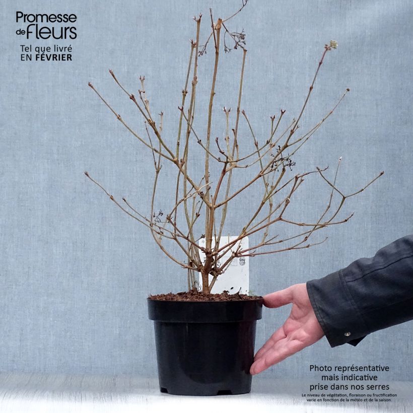 Amostra de Viorne - Viburnum plicatum Watanabe Vaso de 3 L/4 L tal como entregue no inverno
