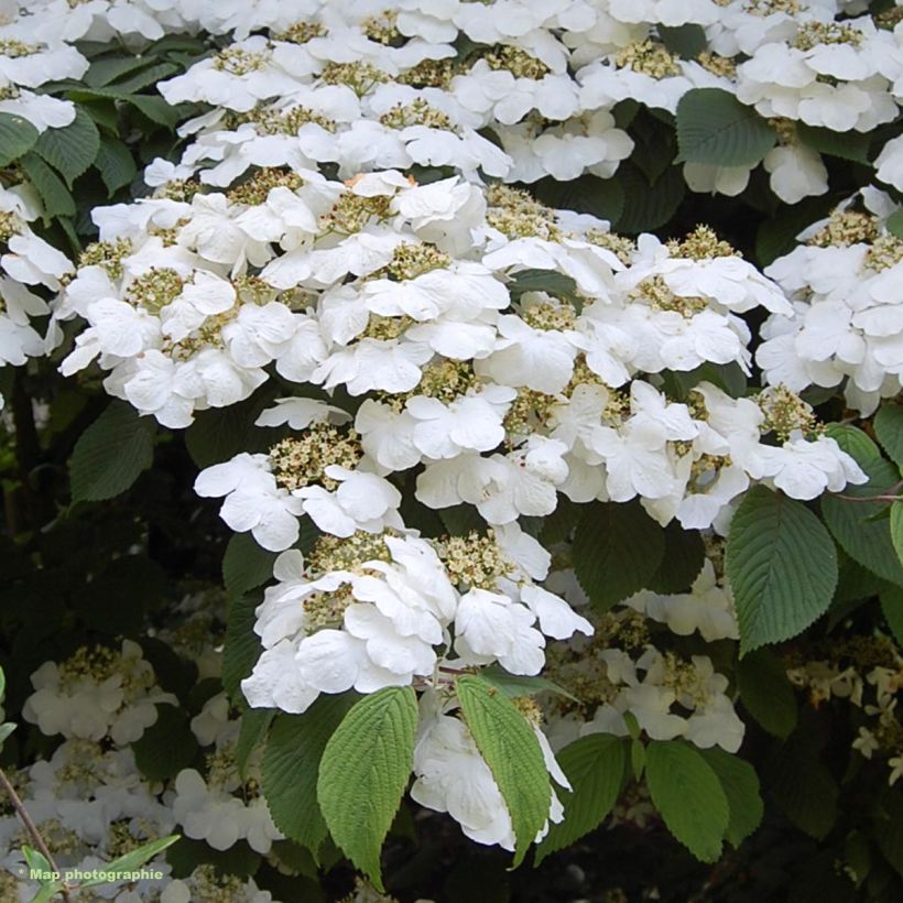 Viburnum plicatum Lanarth - Viburno-do-japão (Floração)