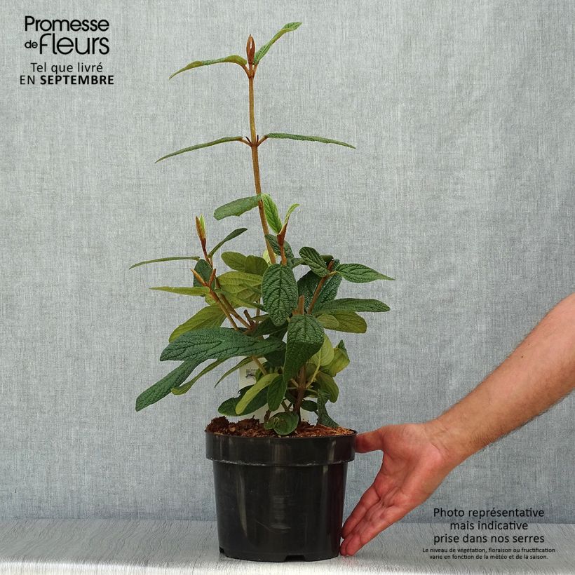 Amostra de Viburnum rhytidophyllum - Viburne-de-folhas-rugosas Vaso de 2 L/3 L tal como entregue no outono