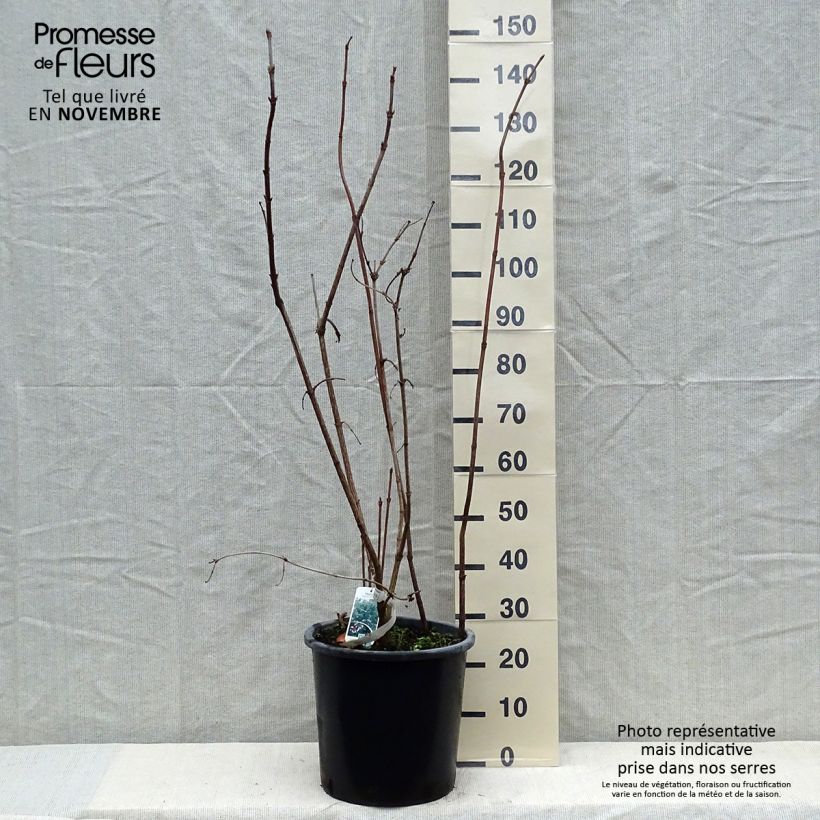 Amostra de Viburnum sargentii Onondaga - Viburno Vaso de 18 L/20 L tal como entregue no outono