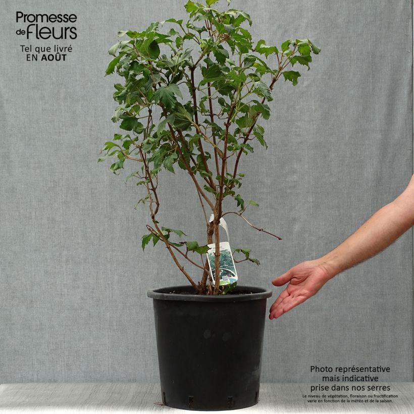 Amostra de Viburnum sargentii Onondaga - Viburno Vaso de 18 L/20 L tal como entregue no verão