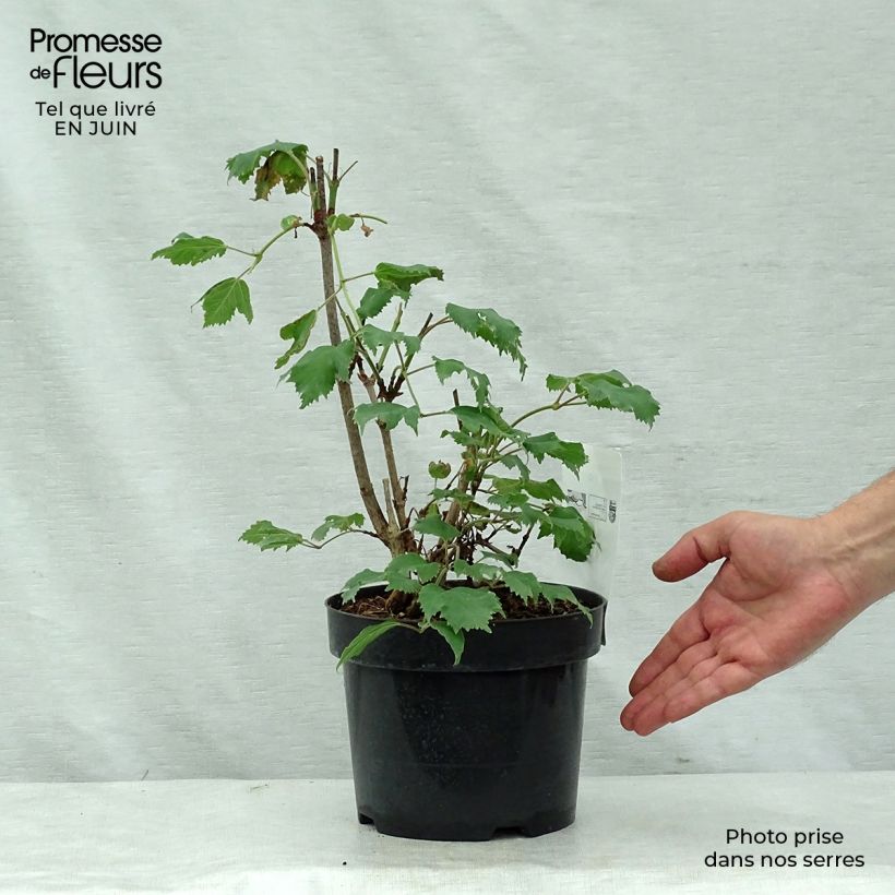 Amostra de Viburnum sargentii Onondaga - Viburno Vaso de 2 L/3 L tal como entregue no verão