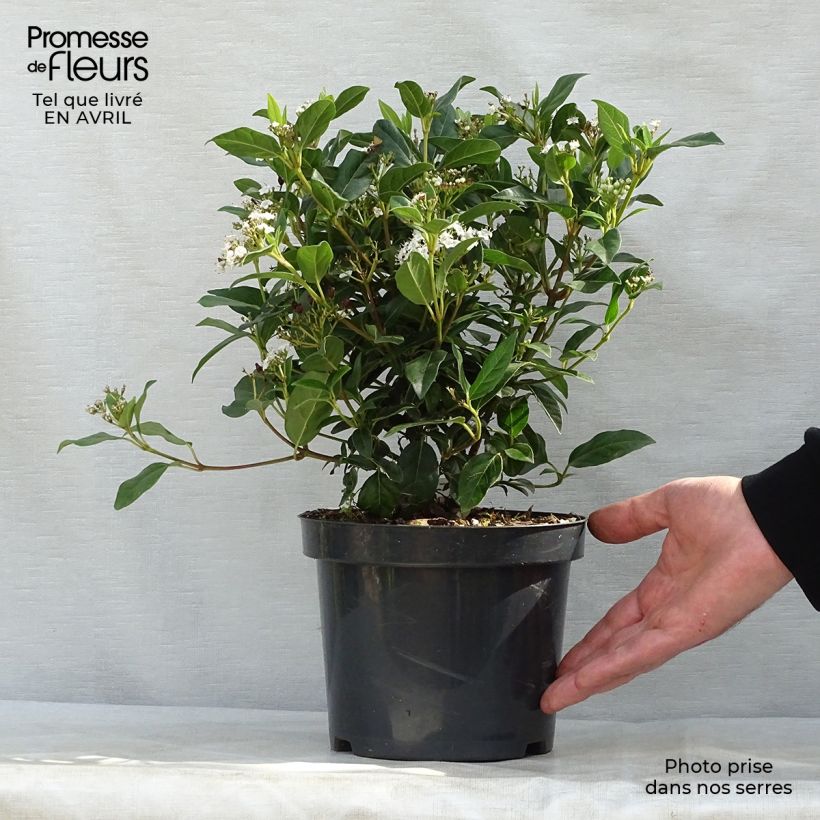 Amostra de Viburnum tinus Eve Price - Folhado Vaso de 2 L/3 L tal como entregue na primavera