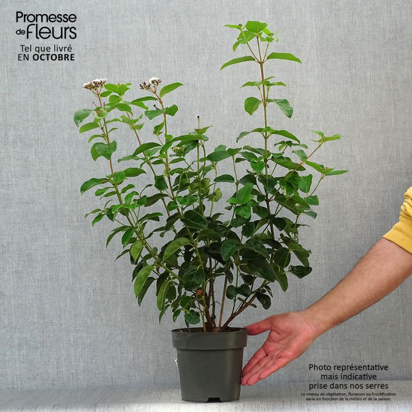 Amostra de Viburnum tinus Eve Price - Folhado Vaso de 2 L/3 L tal como entregue no outono