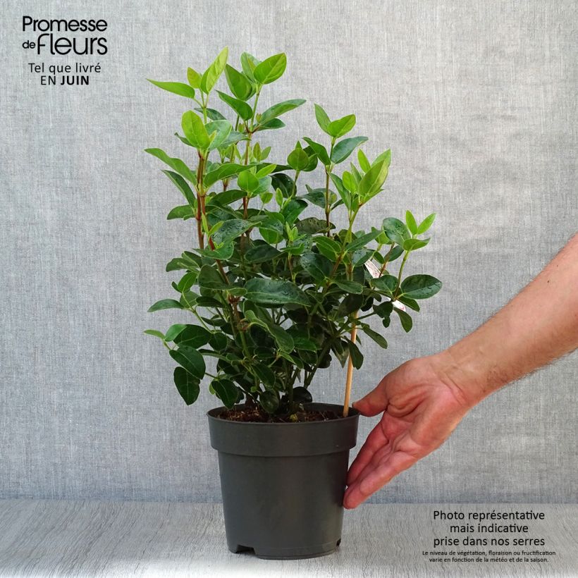 Amostra de Viburnum tinus Eve Price - Folhado Vaso de 2 L/3 L tal como entregue no verão