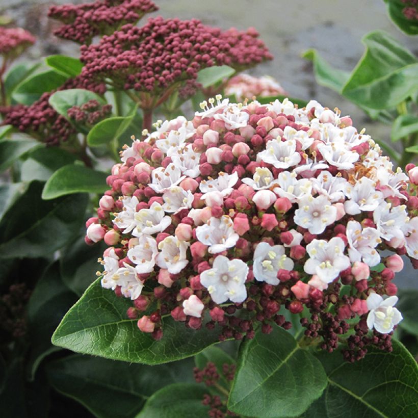 Viburnum tinus Lisarose - Folhado (Floração)