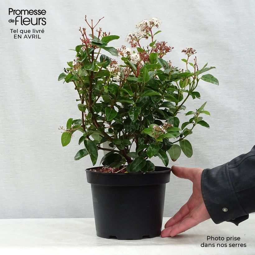 Amostra de Viburnum tinus Lisarose - Folhado Vaso de 3 L/4 L tal como entregue na primavera