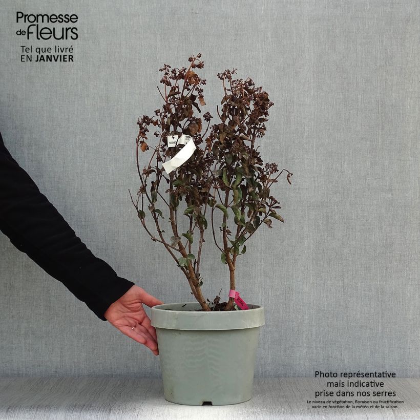 Amostra de Viburnum tinus Lisarose - Laurier-tin rose Vaso de 7,5 L/10 L tal como entregue no inverno