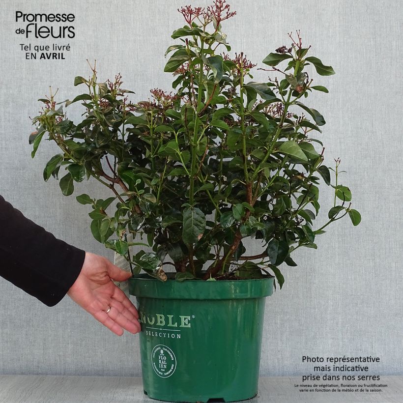 Amostra de Viburnum tinus Lisarose - Folhado Vaso de 7,5 L/10 L tal como entregue na primavera