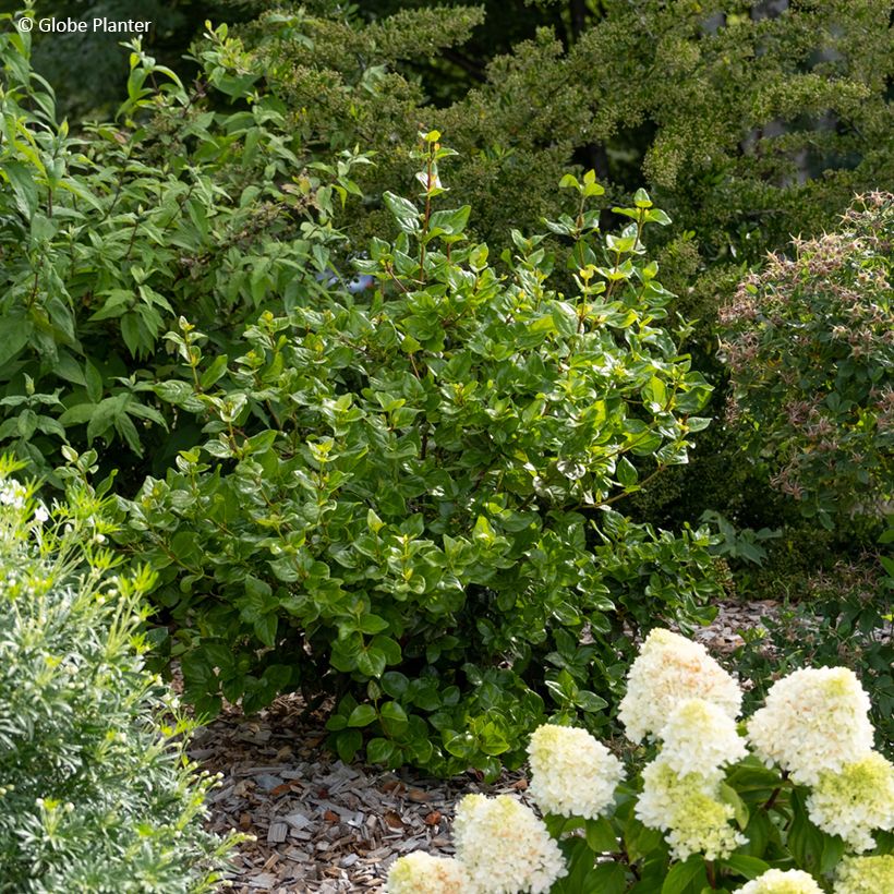 Viburnum tinus Rock'n Rolla - Folhado (Hábito)