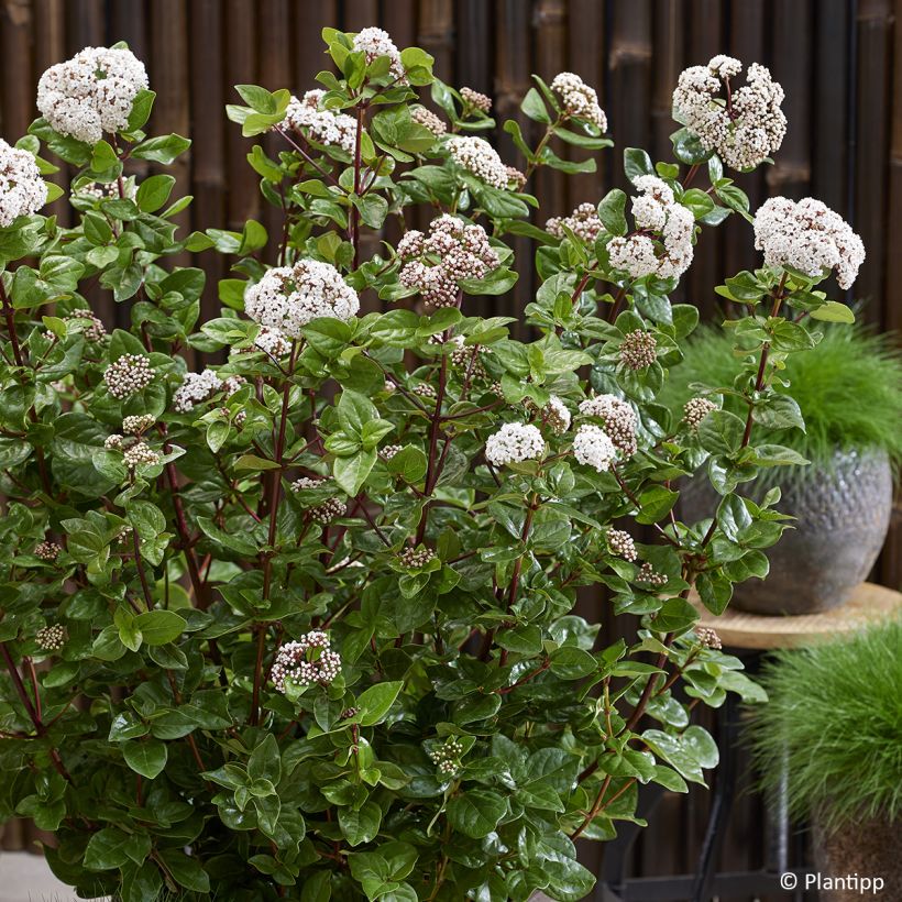 Viburnum tinus Rock'n Rolla - Folhado (Floração)