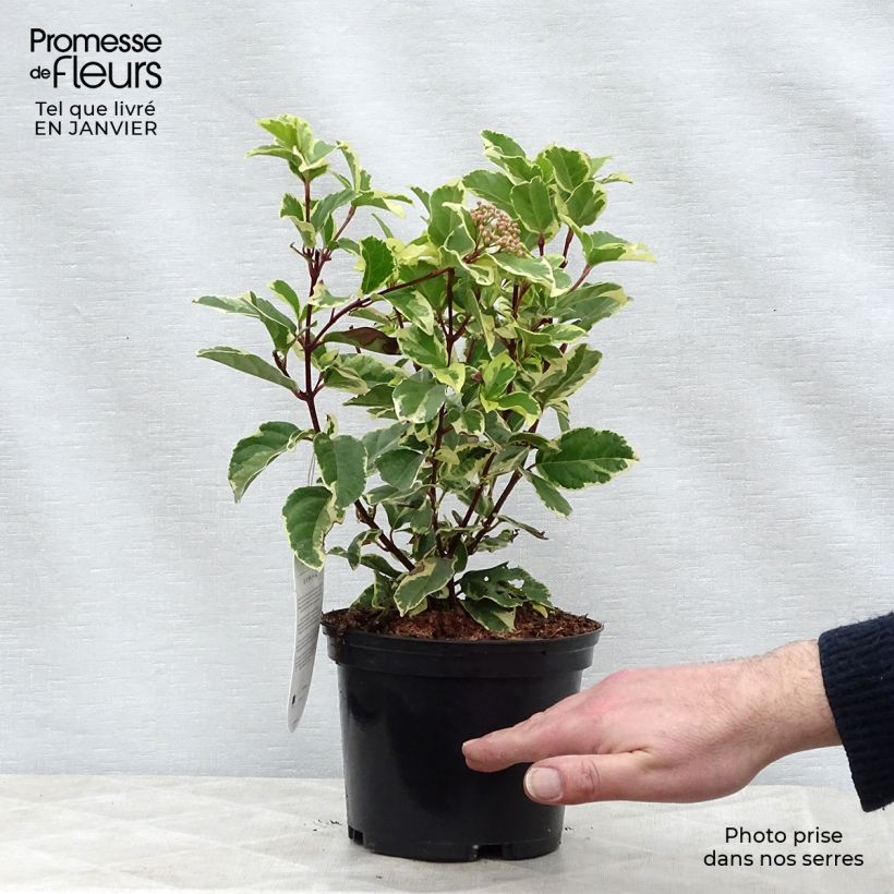 Amostra de Laurier Tin - Viburnum tinus Variegatum Vaso de 2 L/3 L tal como entregue no inverno