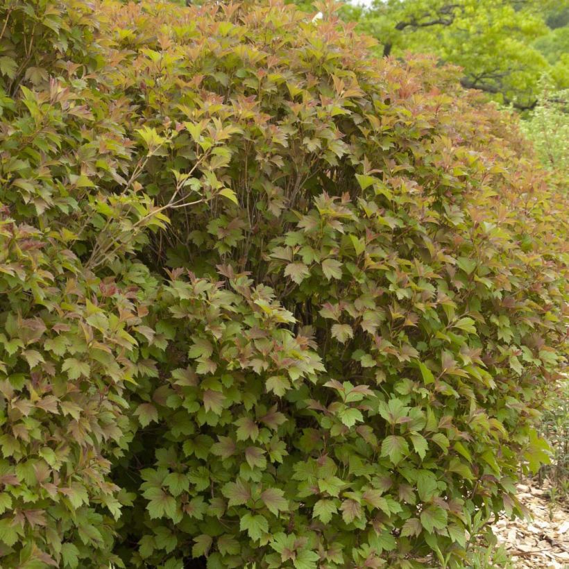Viburnum trilobum Bailey Compact (Hábito)