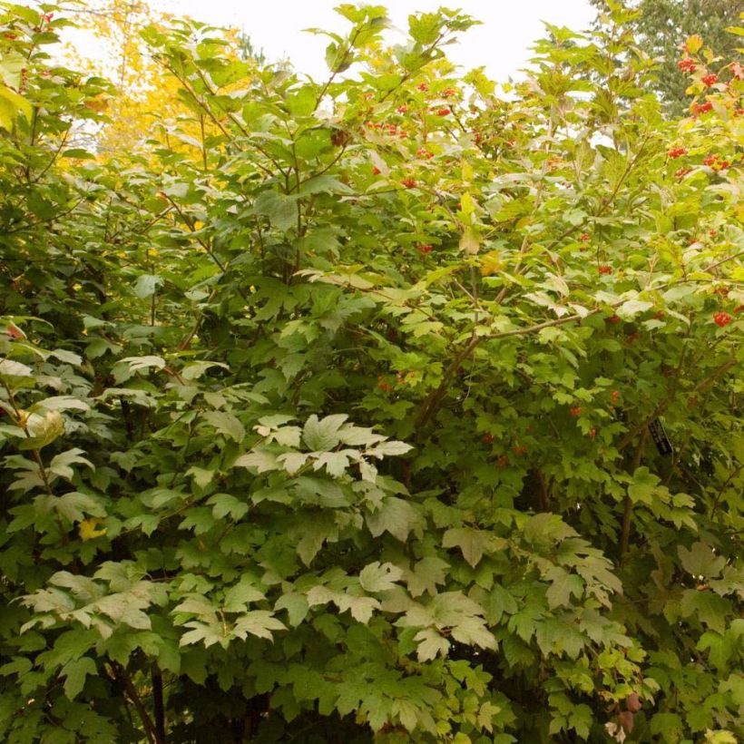 Viburnum trilobum Wentworth - Viburno trilobado (Hábito)
