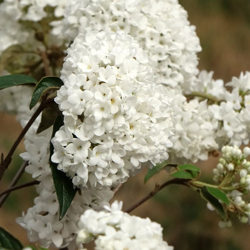 Viburnum Eskimo - Viburno (Floração)