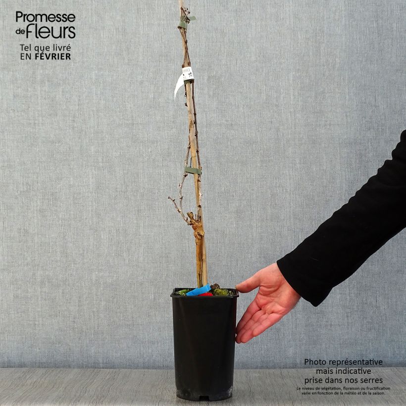 Amostra de Vigne Alphonse Lavallée - Vitis vinifera  Vaso de 1,5 L/2 L tal como entregue no inverno