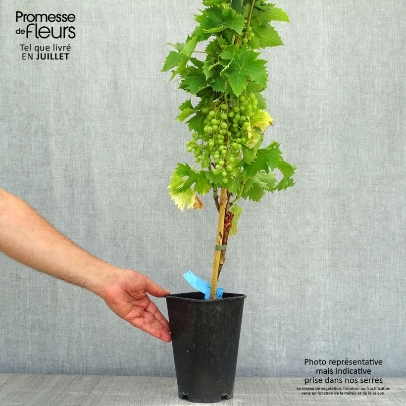Amostra de Videira Ampelia Aladin - Vitis vinifera Vaso de 1,5 L/2 L tal como entregue no verão