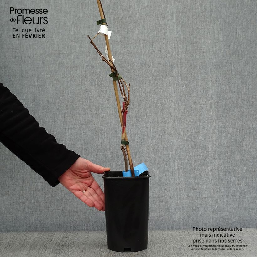 Amostra de Vigne Ampelia Aladin Vaso de 1,5 L/2 L tal como entregue no inverno