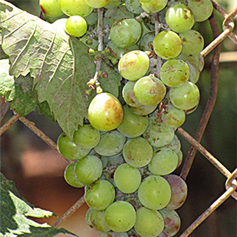 Videira Ampelia Amandin - Vitis vinifera (Colheita)