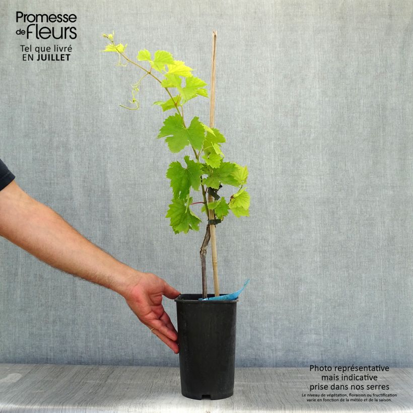 Amostra de Videira Ampelia Amandin - Vitis vinifera Vaso de 2 L/3 L tal como entregue no verão