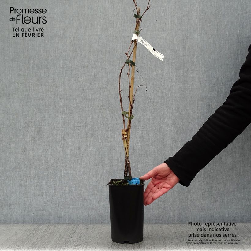 Amostra de Vigne Ampelia Amandin Vaso de 2 L/3 L tal como entregue no inverno