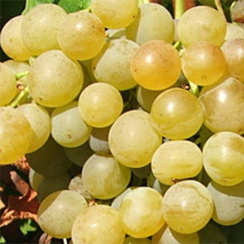 Videira Ampelia Candin - Vitis vinifera (Colheita)