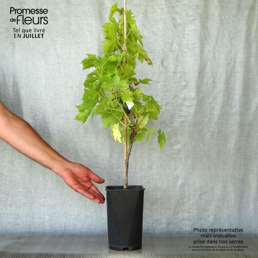 Amostra de Videira Ampelia Candin - Vitis vinifera Vaso de 1,5 L/2 L tal como entregue no verão