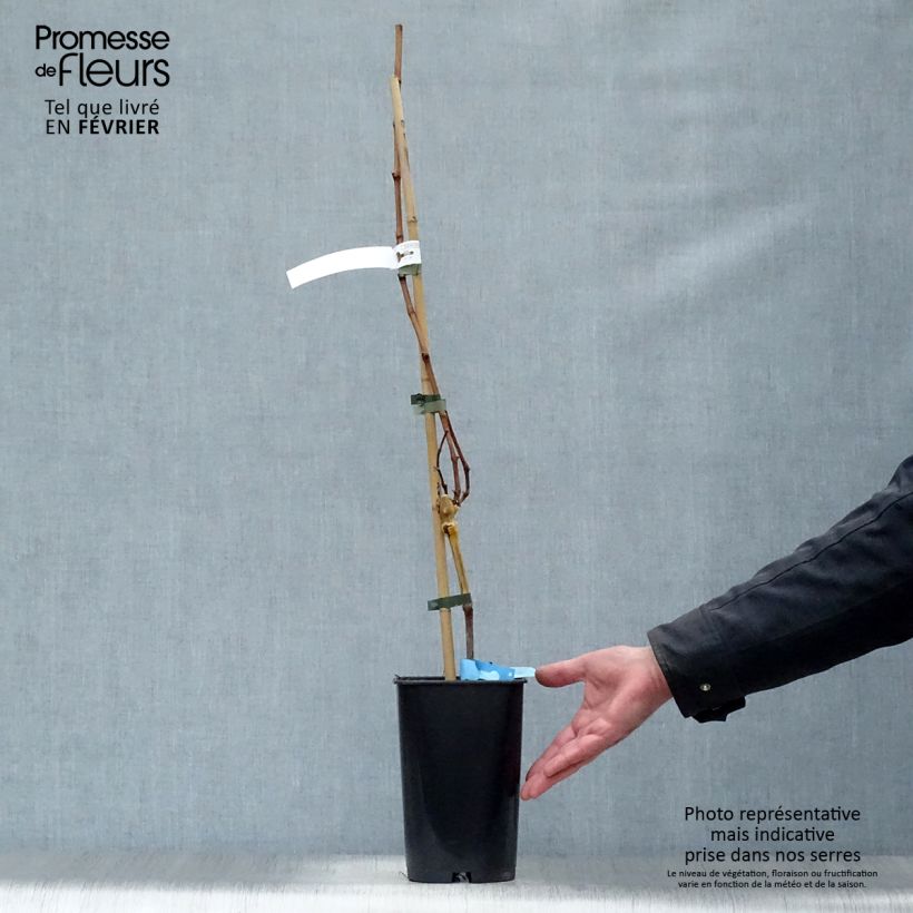 Amostra de Vigne Ampelia Candin Vaso de 1,5 L/2 L tal como entregue no inverno